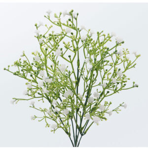 Pick Nebbiolina alt. cm 36